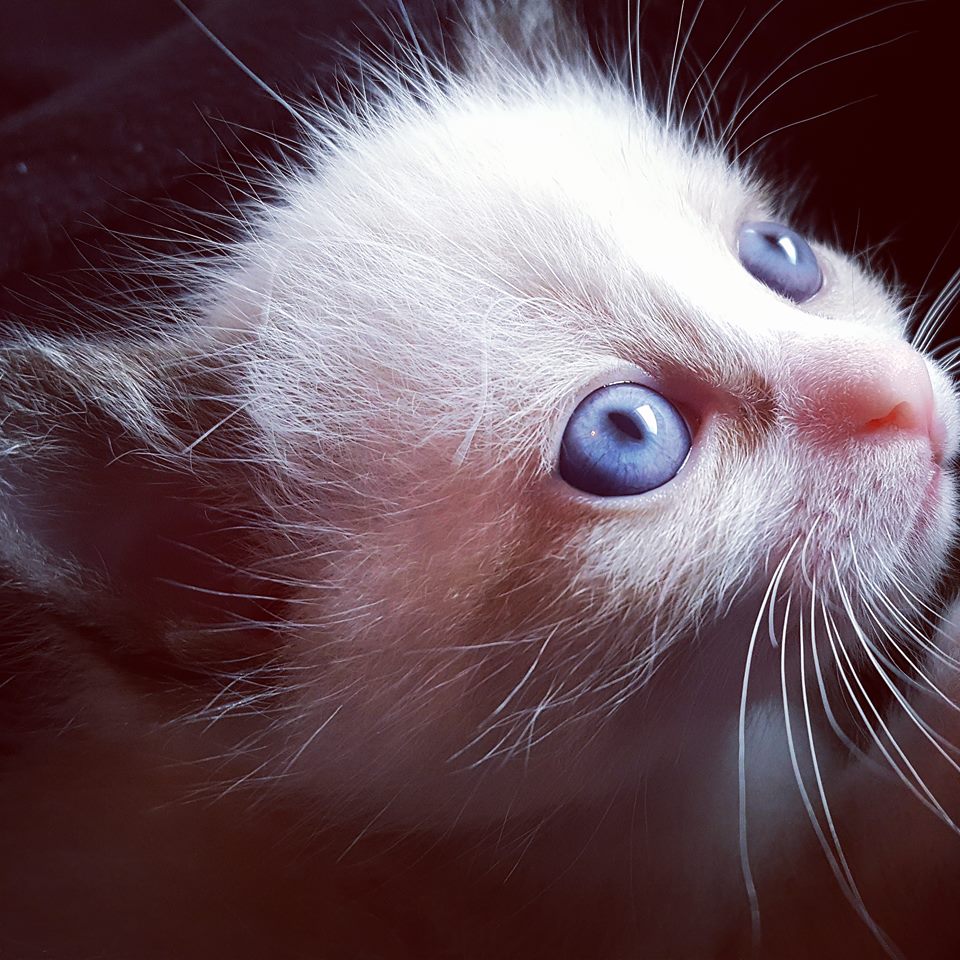 14292504_10101830861296332_9203529365390687530_n