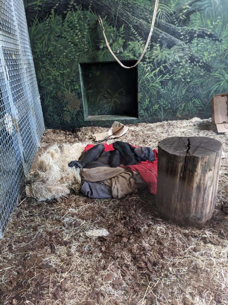 Sleeping chimpanzee at Lincoln Park Zoo: one of the best things to do for free in Chicago with kids