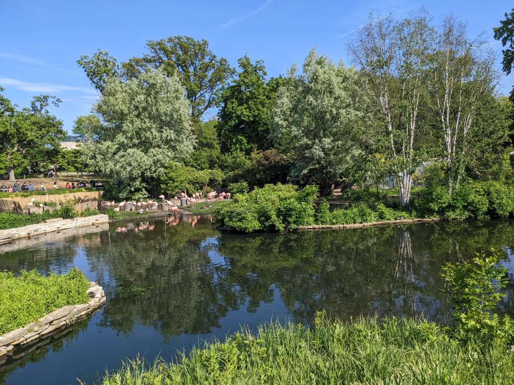 Flamingos and beautiful landscaping at Lincoln Park Zoo: one of the best things to do for free in Chicago with kids