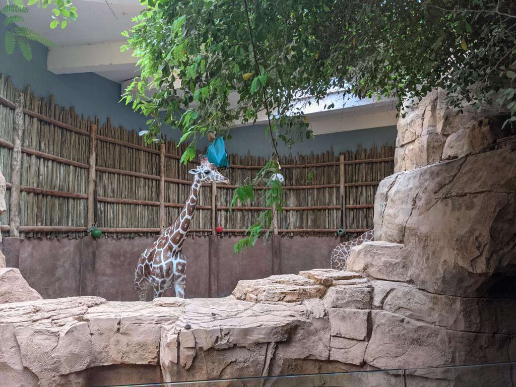 Sweet giraffe at Lincoln Park Zoo: one of the best things to do for free in Chicago with kids