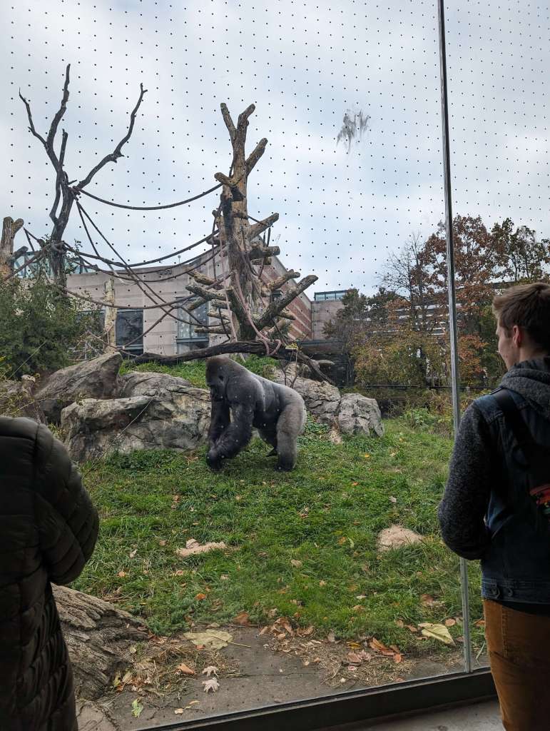 Watch the gorillas at Lincoln Park Zoo: one of the best free things to do in Chicago with kids