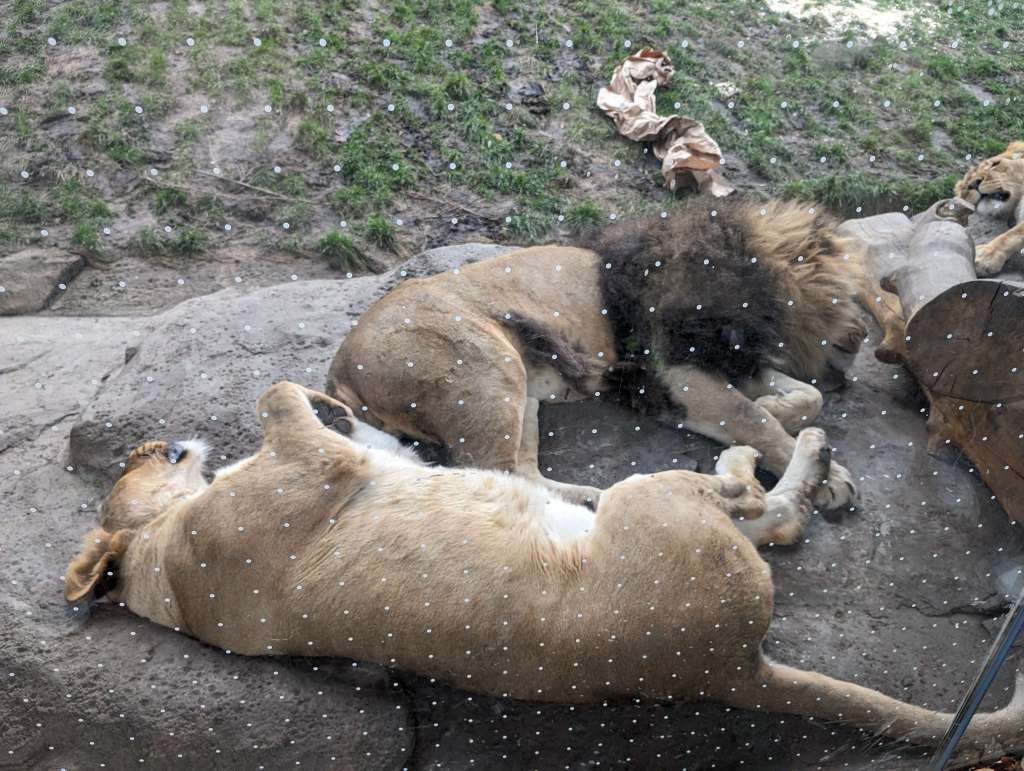 The sleepy lions at Lincoln Park Zoo: one of the best free things to do in Chicago with kids