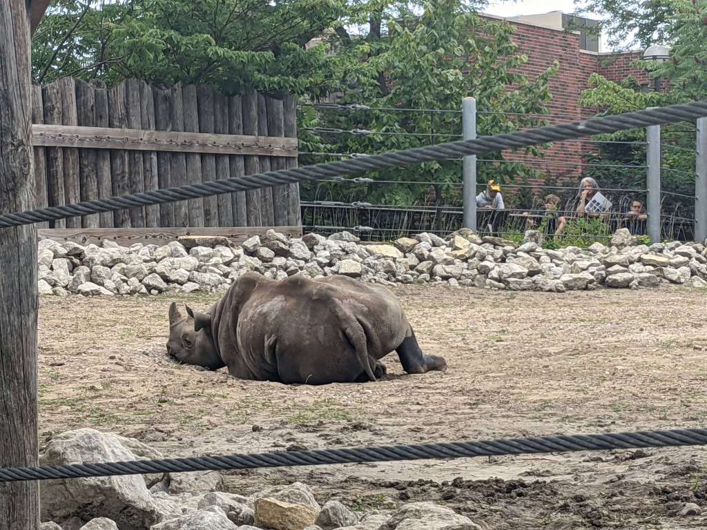 The silly rhino at Lincoln Park Zoo: one of the best free things to do in Chicago with kids