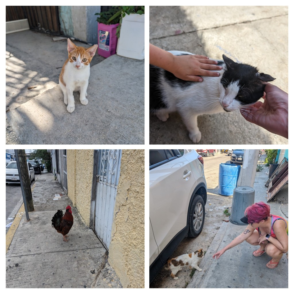 Slow travel: The friendly wildlife of the neighborhood