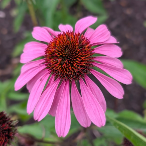 Donelson_PrettyFlower
