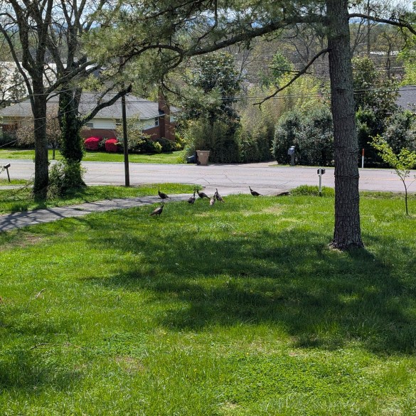 Turkeys!