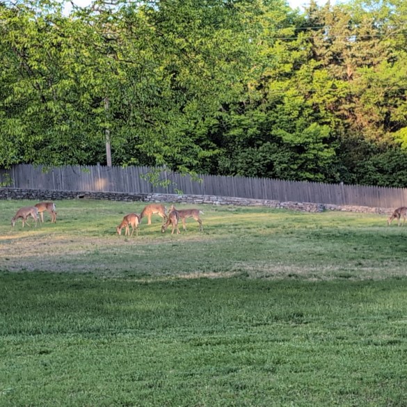 Deer!